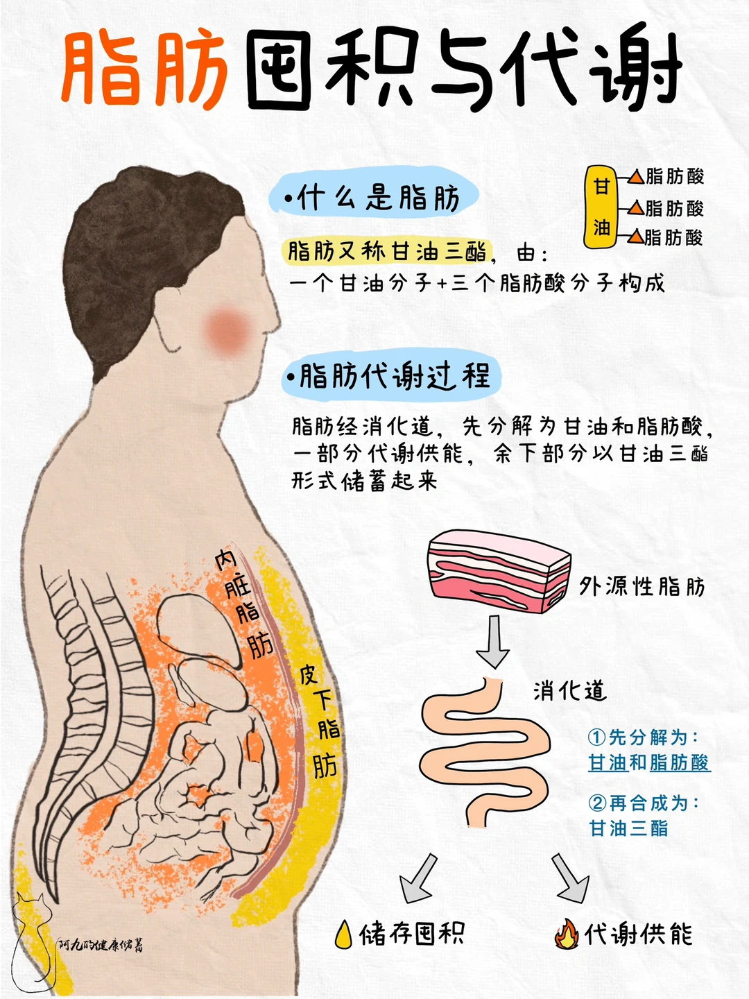 👌搞懂脂肪，吃对脂肪