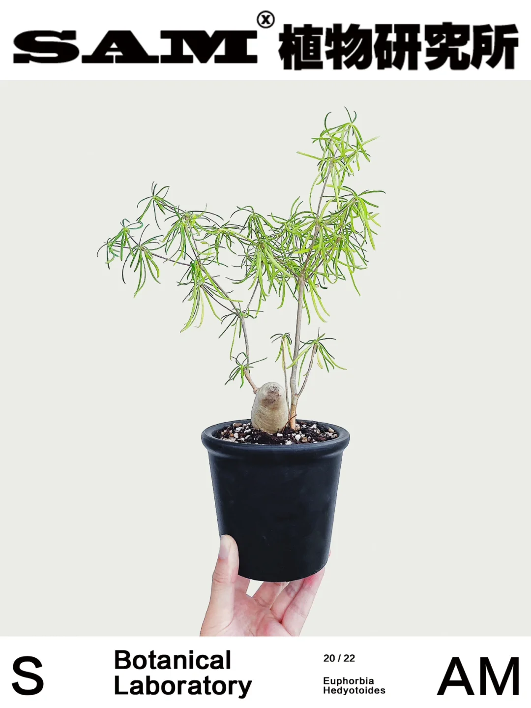 柳叶麒麟｜Euphorbia Hedyotoides