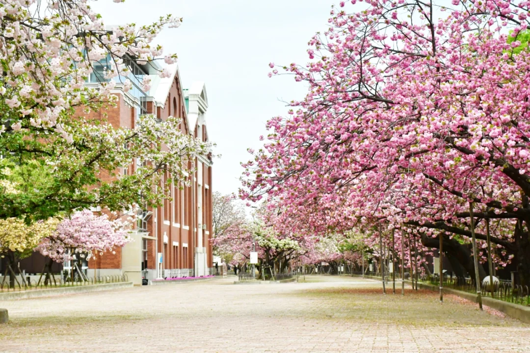 日本大阪|欢迎来大阪造币局赏樱🌺