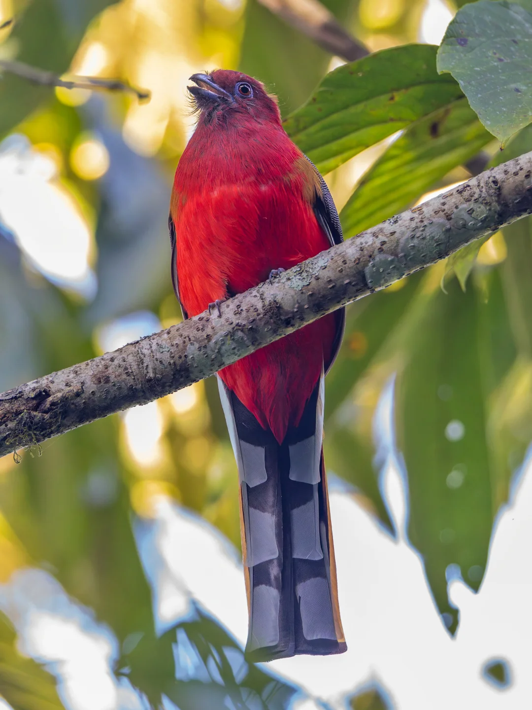 红头咬鹃扑到我脸前！