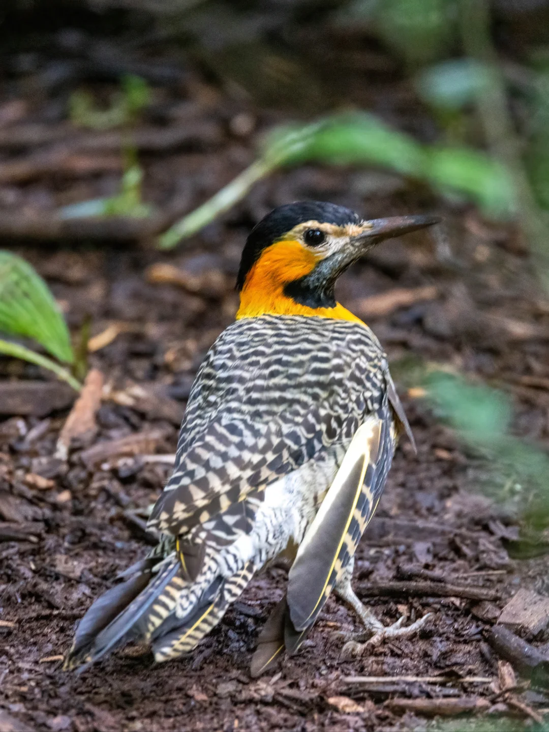 走地的啄木鸟这么霸气？草原扑翅䴕