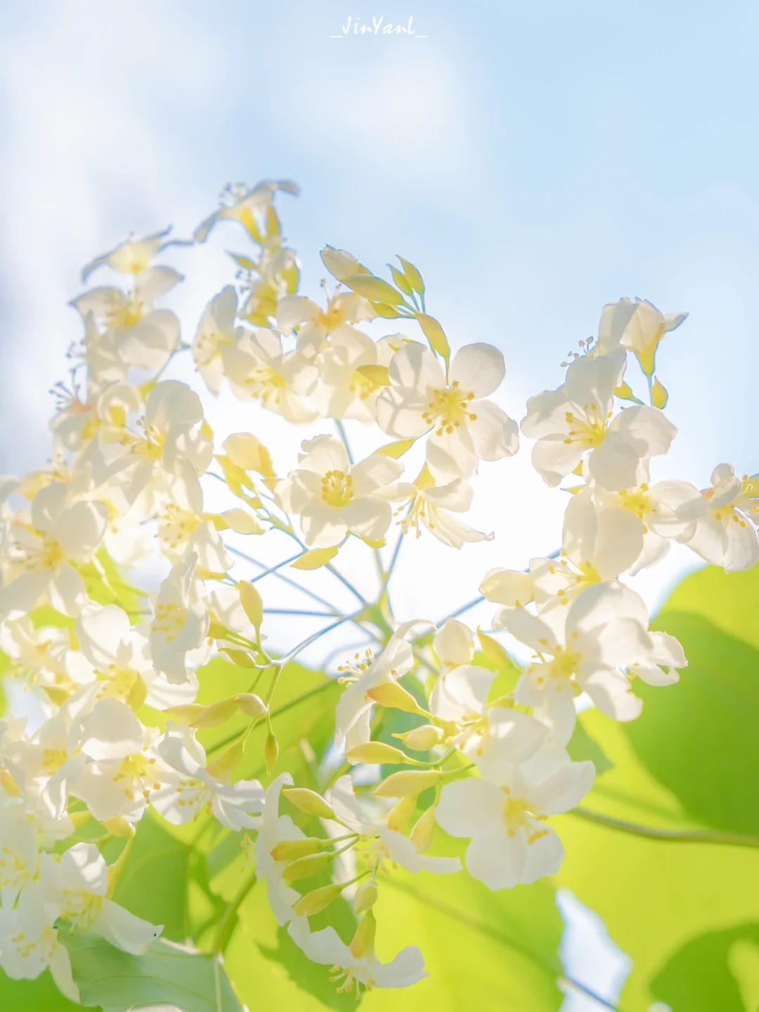 LR调色｜💚谁能拒绝阳光通透的夏日色调呢🌿