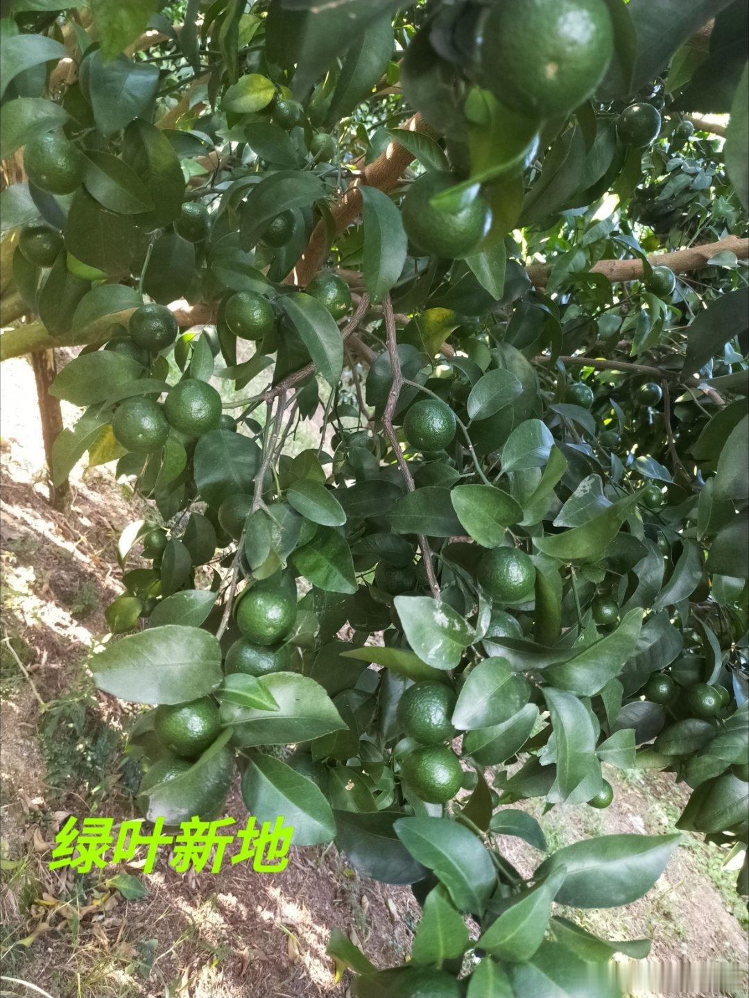 是怎样的方法岭顶上的砂糖橘果实长得如此的匀称呢      9月24日...