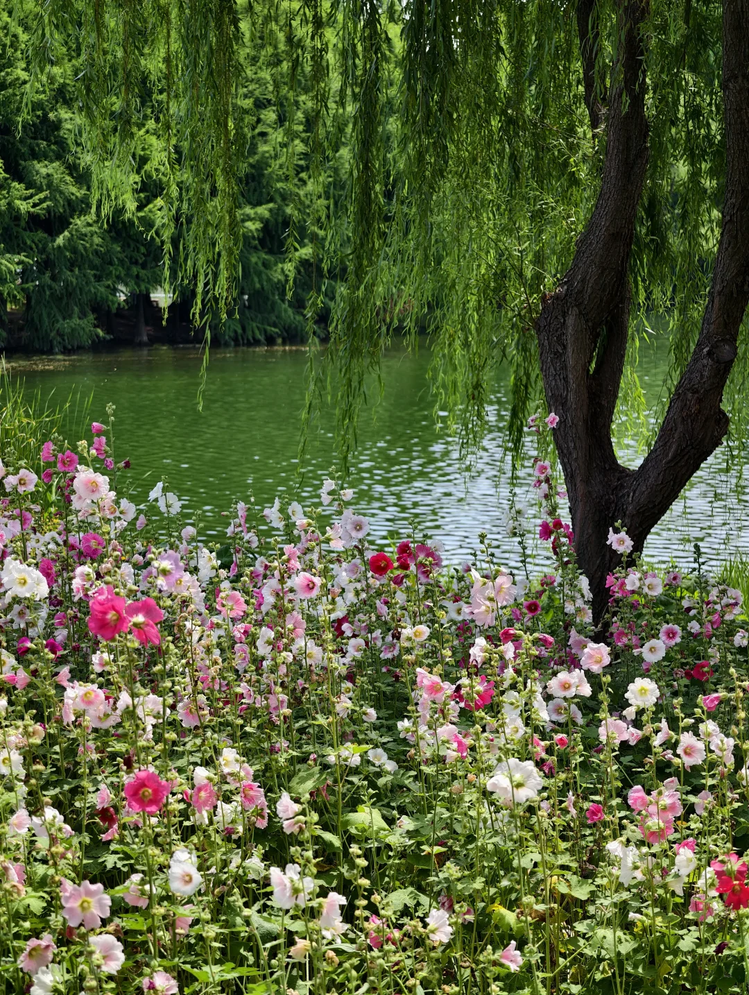 苏州是一个巨大的公园🌿虎丘湿地公园