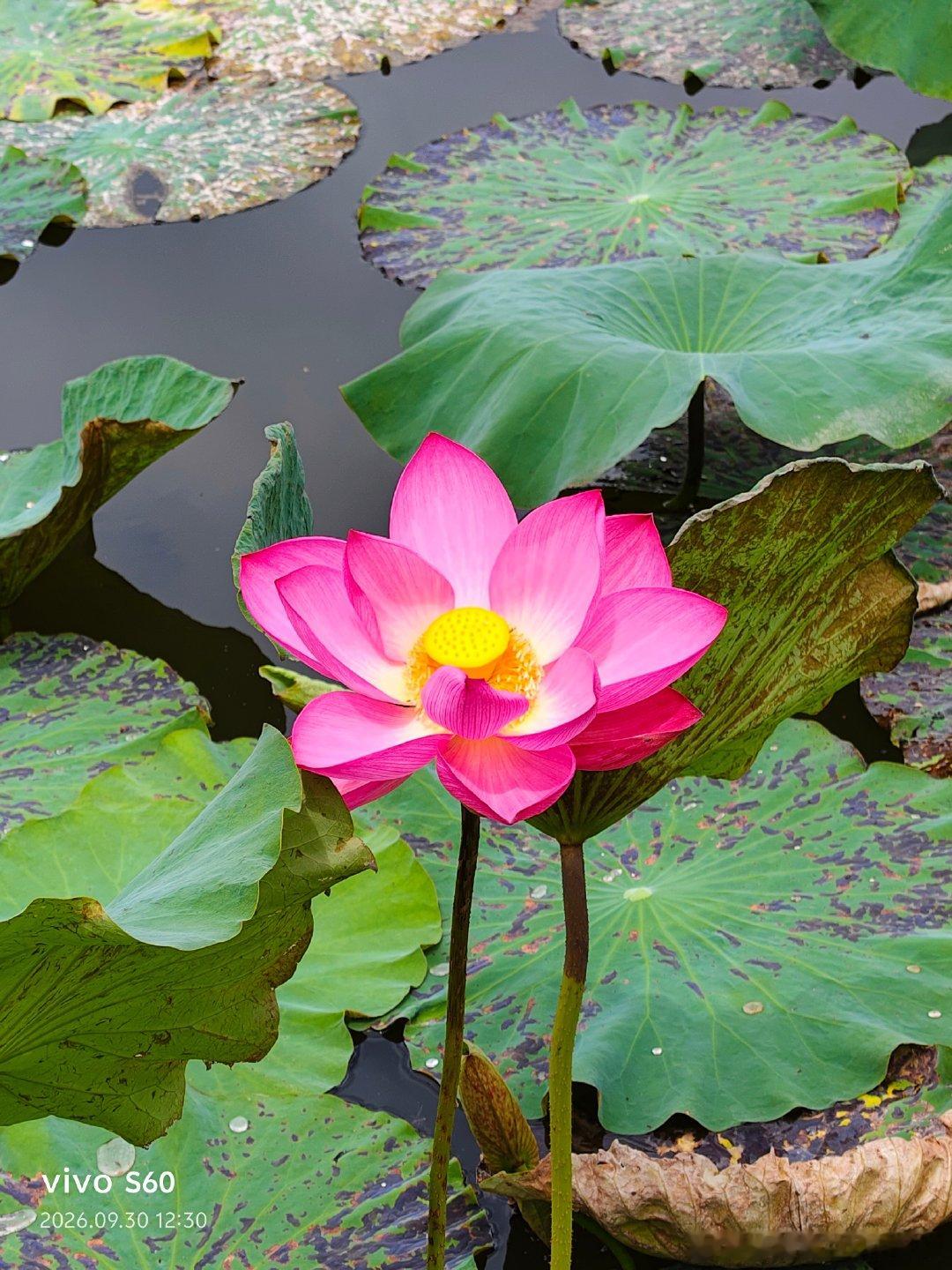 石林风景区#昆明[超话]##花草[超话]#  ​
