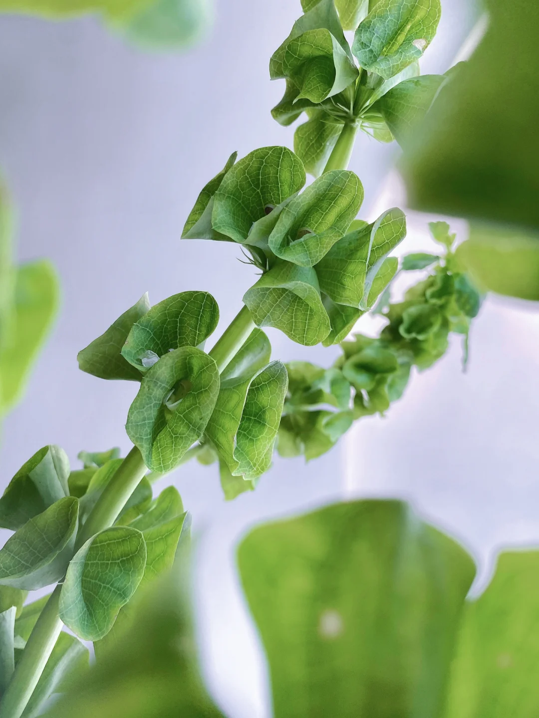 带你每天认识一种花材206｜贝壳草