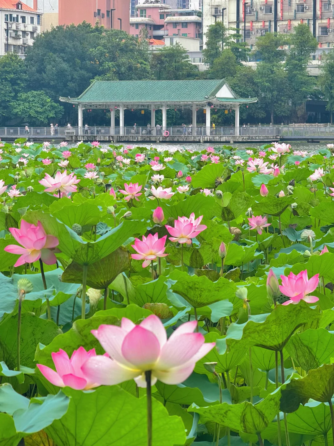 6.13实况📷广州荔湾湖公园荷花简直开爆了～
