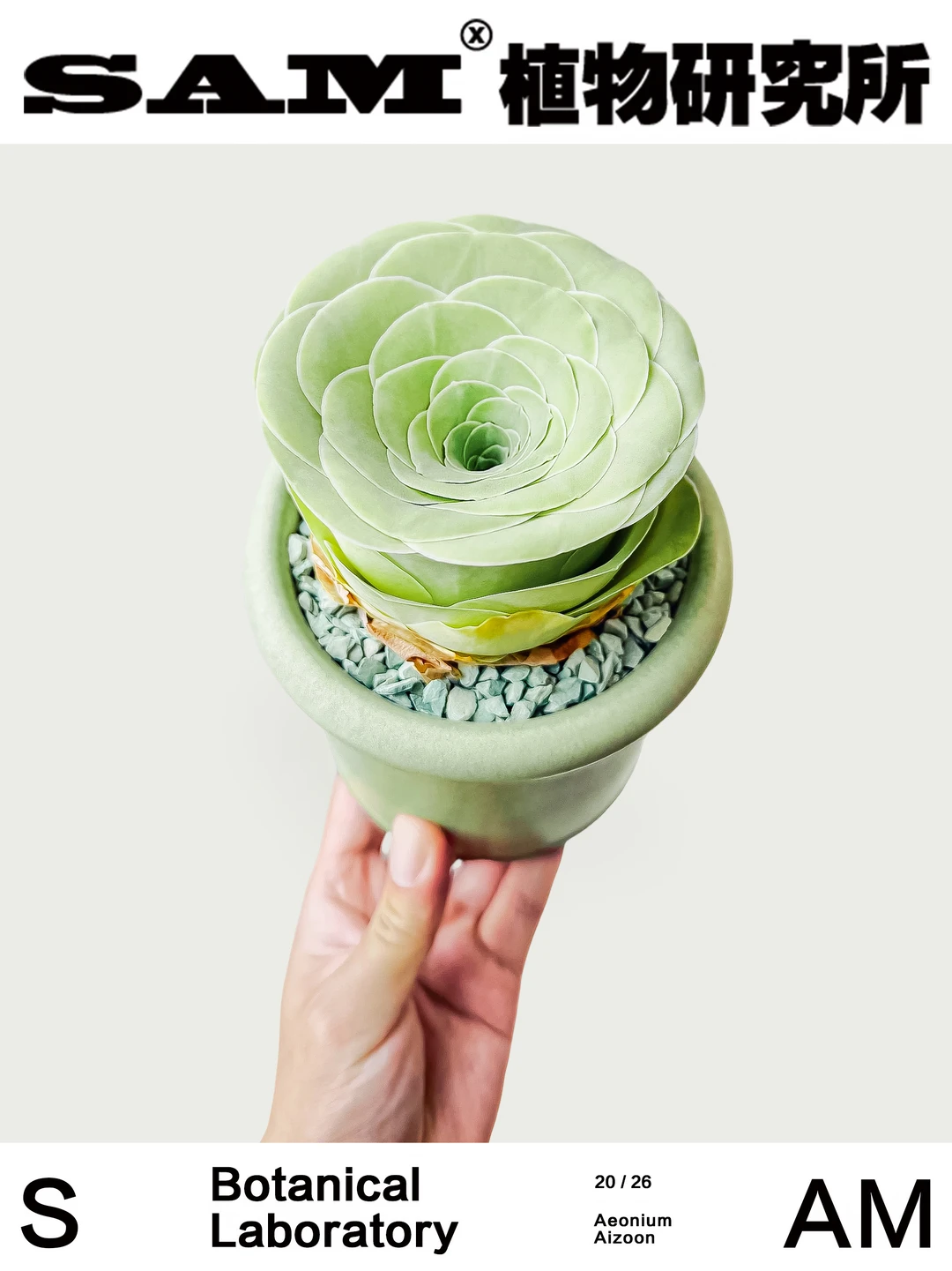 山地玫瑰｜Aeonium Dodrantale